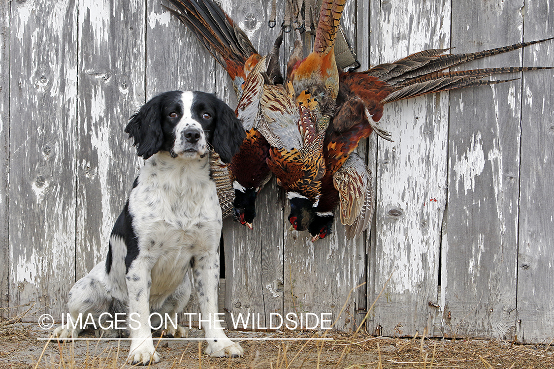 Springer spaniel with bagged pheasants.