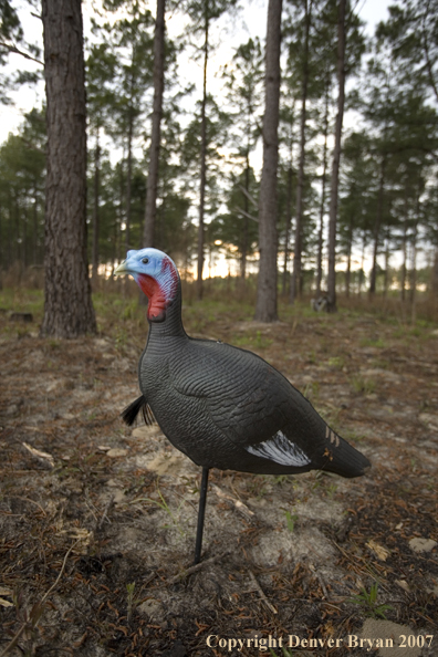 Eastern turkey decoy with hunter in background