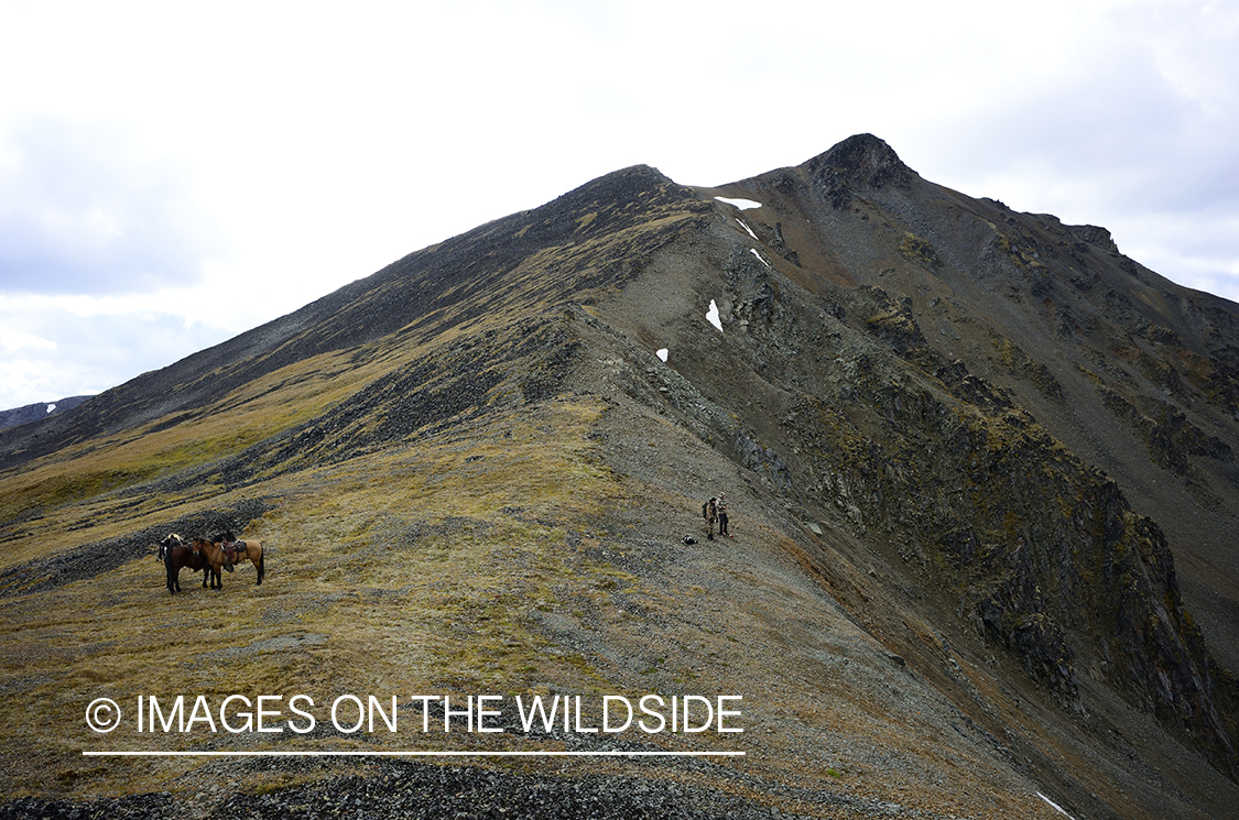 Stone sheep and Mountain goat hunting.