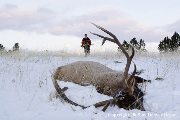 Elk hunter approaching downed elk. Full moon in background.