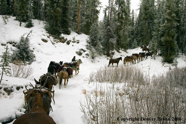 Elk hunters with bagged elk on horse packstring.  