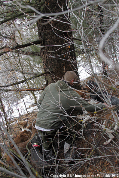 Hunter and dogs searching for mountain lion. 