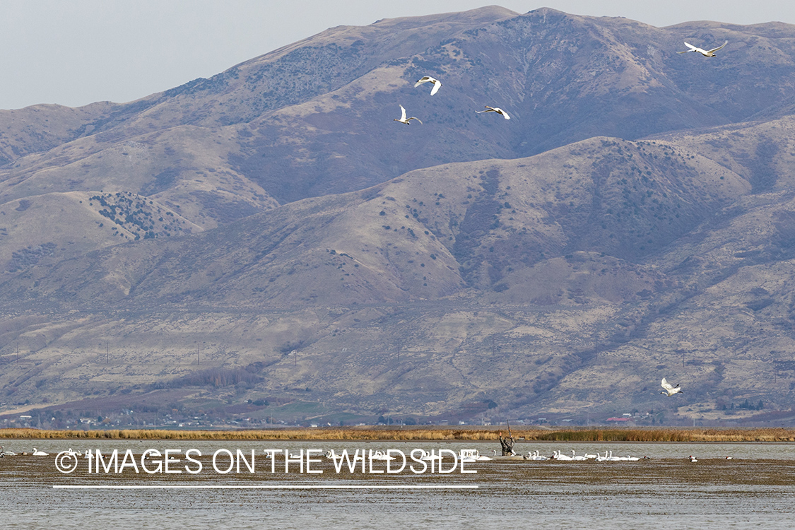 Tundra Swans in flight.