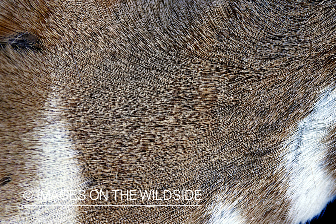 Close-up of bagged pronghorn antelope coat.