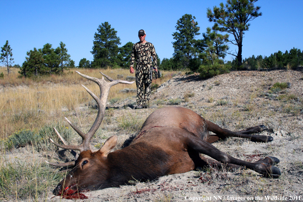 Big Game hunter with bagged Elk.