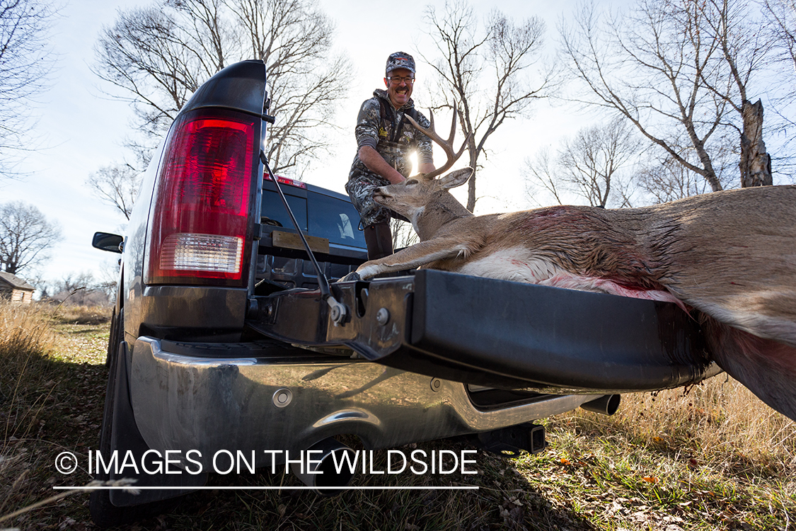 Bow hunter in truck loading field dressed white-tailed deer.