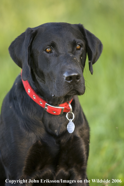 Black Labrador Retriever