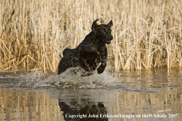 Black Labrador Retriever