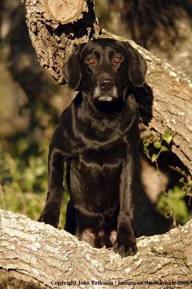 Black Labrador Retriever in field