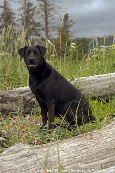 Black Labrador Retriever