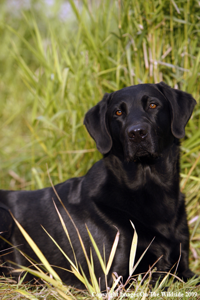 Black Labrador Retriever