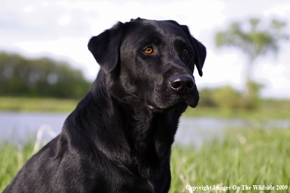 Black Labrador Retriever in field