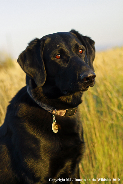 Black Labrador Retriever