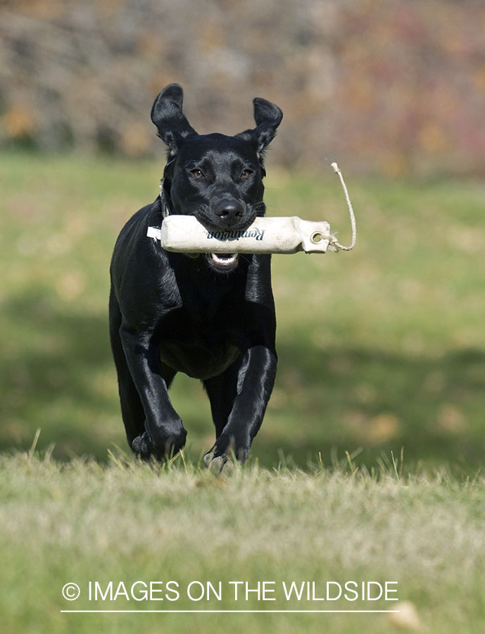 Black Labrador Retriever with toy.