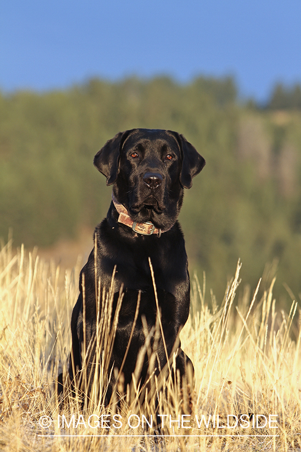 Black Labrador Retriever in field.