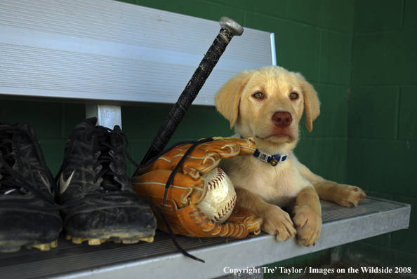 Yellow Labrador Puppy