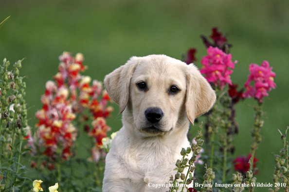 Yellow Labrador Retriever Puppy 