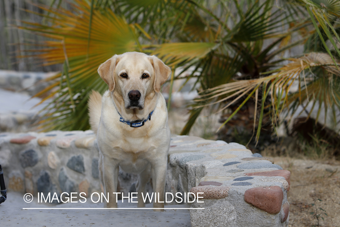 Yellow lab on cobble steps.