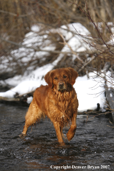 Golden Retriever in the water.