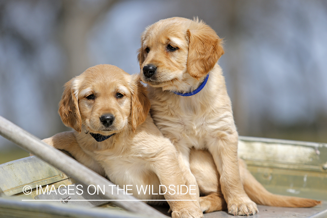 Golden Retriever Puppies