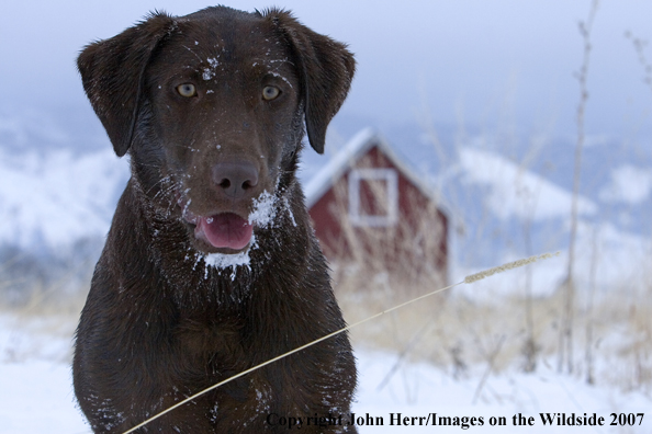 Chocolate Labrador Retriever