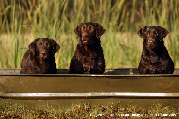 Chocolate Labrador Retrievers in field