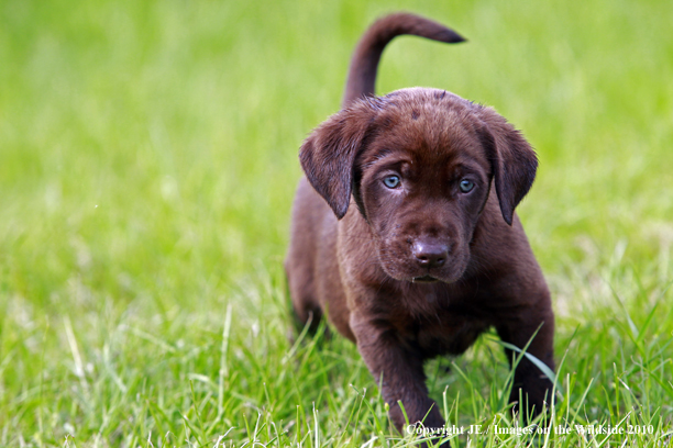 Chocolate Labrador Retriever Puppy