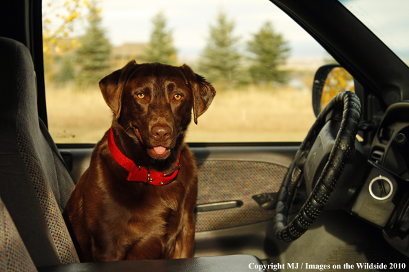 Chocolate Labrador Retriever