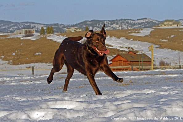 Chocolate Labrador Retriever running in snow