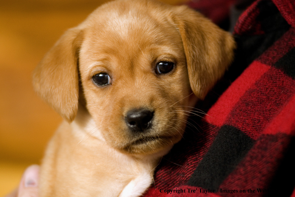 Labrador Puppy