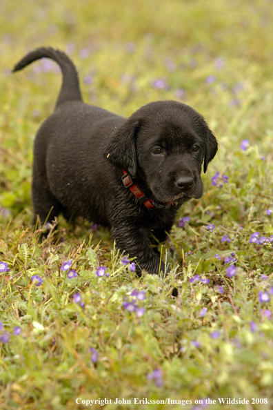 Black Labrador Retriever pup