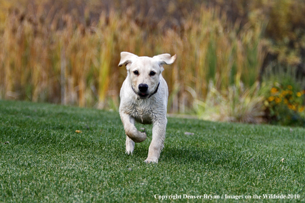 Yellow Labrador Retriever Puppy