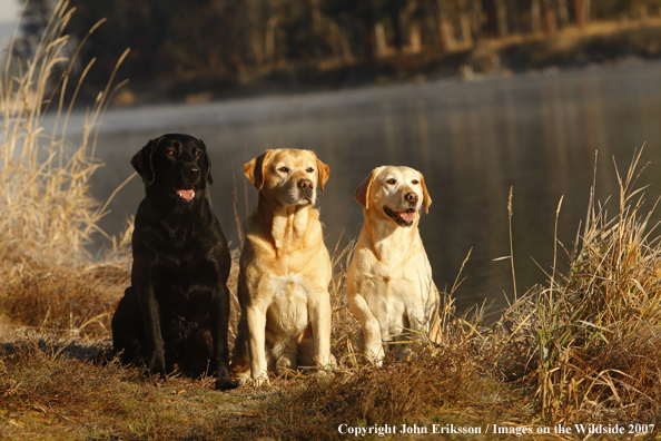 Black and Yellow Labrador Retrievers in field