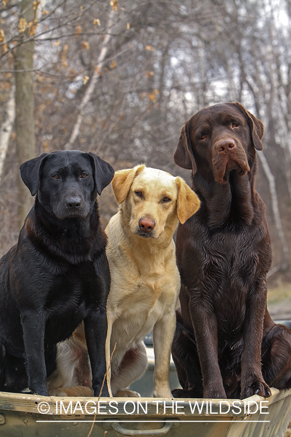 Multi-colored labrador retrievers.