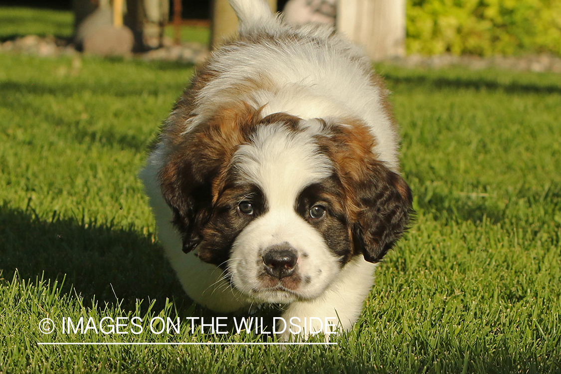 St. Bernard puppy. 