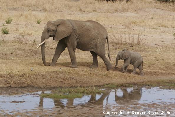 African Elephants