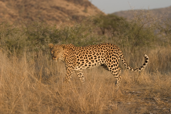 Leopard in habitat. Africa