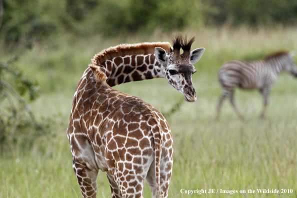 Reticulated Giraffe 