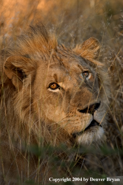 Male African lion in habitat. Africa