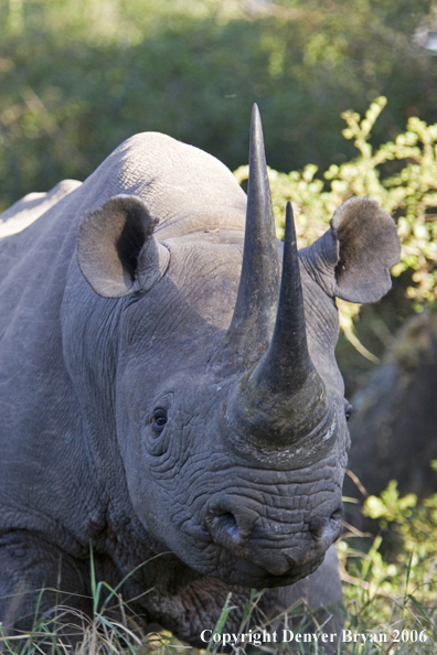 Black rhino in Africa.