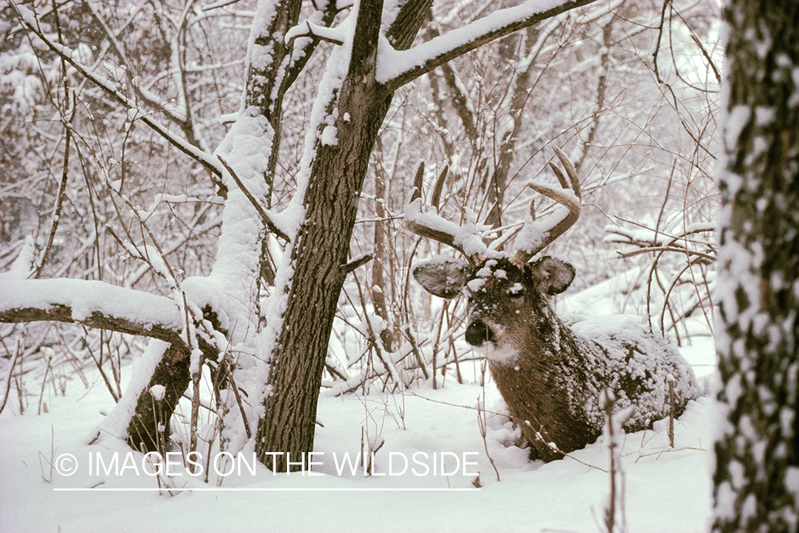 Whitetailed deer bedded down.