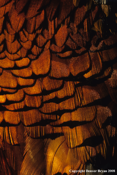 Ring-necked pheasant body feathers