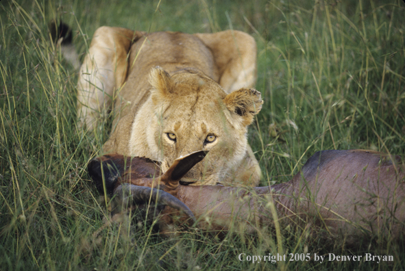 African lioness killing topi.