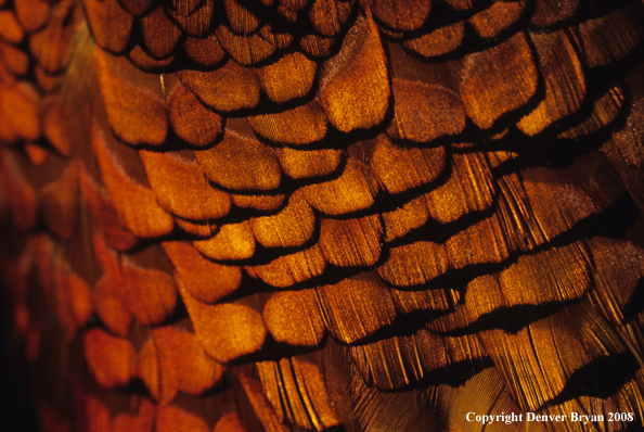 Ring-necked pheasant body feathers