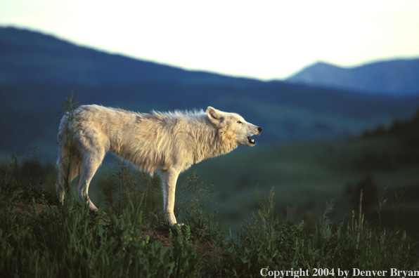 Gray wolf howling.