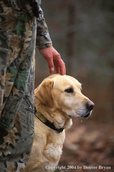 Yellow Labrador Retriever with hunter