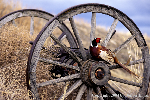 Ring-necked Pheasant on wheel