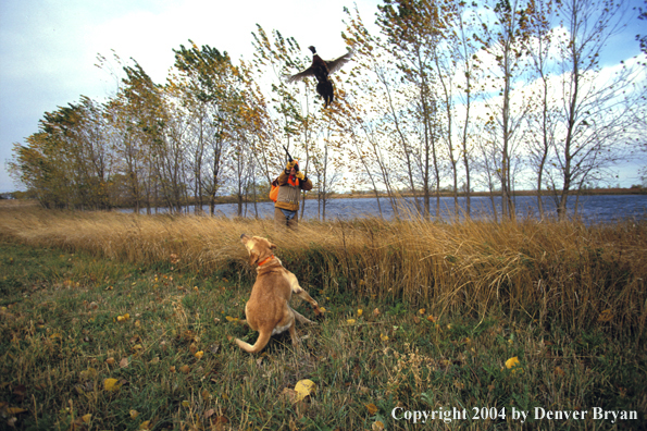 Upland bird hunter with yellow Labrador Retriever, shooting pheasant.