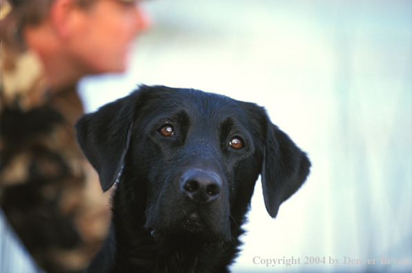 Black Labrador Retriever (hunter in background)