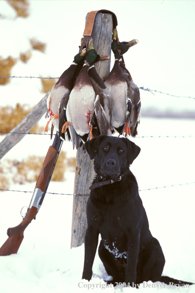 Black Labrador Retriever with shotgun and mallards.